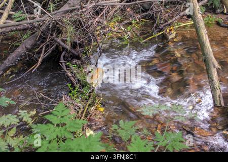 A discarded plastic bottle trapped among branches and rocks in a clear flowing stream inside a natural forest, highlighting environmental pollution an Stock Photo