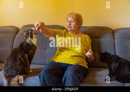 Senior woman in a yellow shirt sits on a sofa at home, feeding a fluffy cat while a black cat watches beside her in a cozy living room. Stock Photo