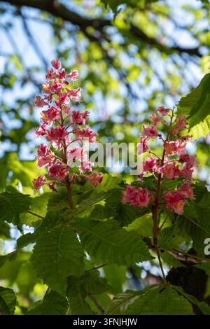 Shady trees line the riverside in Nanxi Water Town, Nanxi Town, Puning ...
