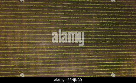 A high altitude drone shot captures a vast Portuguese vineyard, displaying geometric patterns of long, parallel green rows of grape vines set against Stock Photo