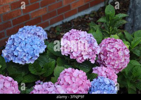 large globe-shaped mophead flowers of Hydrangea-macrophylla (bigleaf hydrangea) in soft lavender-pink, blue shades (close-up, shade) Stock Photo