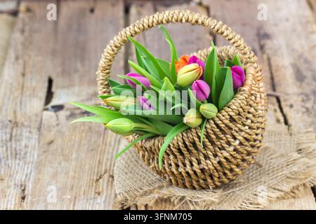 Colorful fresh tulips in wicker basket - wooden background Stock Photo