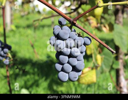Single bunch of ripe Isabella grape hanging on vine under the sunlight Stock Photo