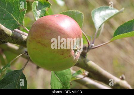 Malus domestica 'Yorkshire Greening'. Close up of single green cooking apple with red markings on tree in early autumn. Stock Photo