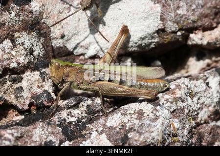 COMMON FIELD GRASSHOPPER (Chorthippus brunneus) female on a wall, UK. Stock Photo