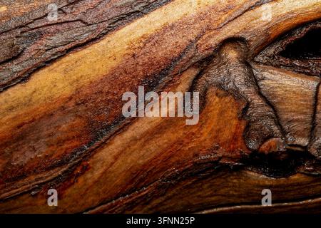 Close up shot of weathered tree trunk with dark knot details and smooth wooden texture. Stock Photo
