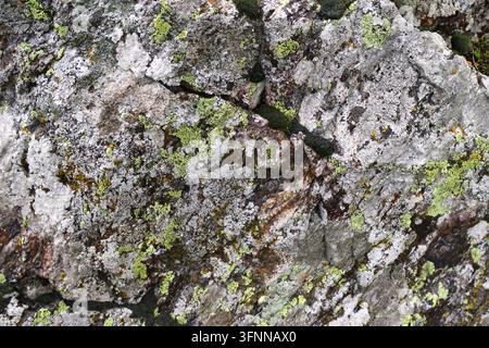 Extreme close-up shot of weathered grey rock texture adorned with tiny patches of moss Stock Photo