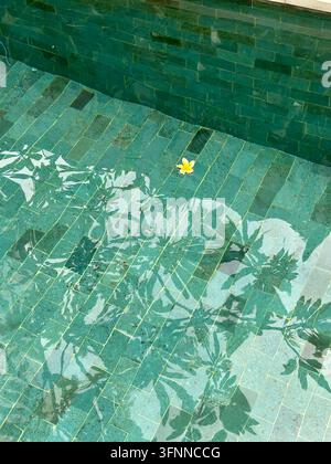 Yellow frangipani flower floats above green pool tiles amid leafy reflections in daylight. Stock Photo