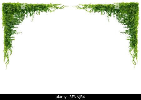Green vine leaves frame border isolated on white background, nature tropical foliage climbing plant hanging down top and side border. Stock Photo
