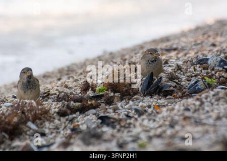 House Sparrows (Passer domesticus), foraging on a beach Stock Photo