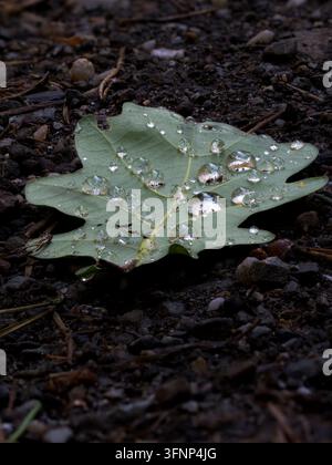 Focus stack of water droplets on a fallen green oak leaf (Quercus robur) on wet forest ground. Stock Photo