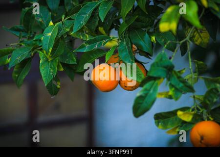 Ripe oranges growing on a tree among dense green leaves. Stock Photo