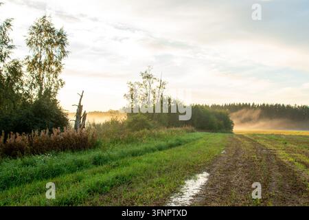 Atmospheric countryside landscape photograph capturing a muddy rural dirt path with water puddles winding through green fields at early sunrise. Golde Stock Photo