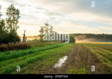 Atmospheric countryside landscape photograph capturing a muddy rural dirt path with water puddles winding through green fields at early sunrise. Golde Stock Photo