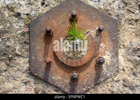 Top-down view photograph capturing a small green plant sprouting through the center hole of a heavily rusted hexagonal metal flange plate. The metal p Stock Photo