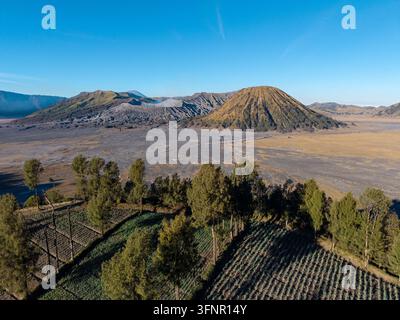 Vast volcanic landscape under clear blue sky. Golden sunlit fields stretch toward distant mountains at Bromo Stock Photo
