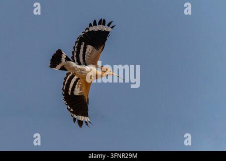 Eurasian hoopoe (Upupa epops) in flight with wings spread, displaying distinctive black-and-white wing patterns, an orange crest and a long curved bea Stock Photo