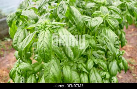 Close up photo of basil leaves, selective focus. Stock Photo