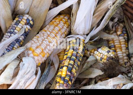 Colorful ornamental corn cobs with patterned kernels are stacked in dry husks. Stock Photo