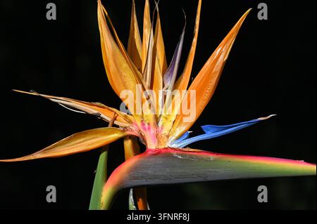 A detailed close-up photograph showcasing the intricate structure and vibrant colors of a blossoming strelitzia flower against a dark background Stock Photo