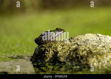 green frog Lithobates clamitans or Rana clamitans Stock Photo