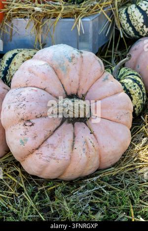 Large pink heirloom pumpkin resting on straw bed at autumn market, thanksgiving festival decoration, seasonal farm produce Stock Photo