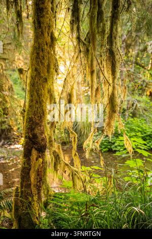 Thick Moss Hanging From Tree Is Backlit In Forest Of Redwood Stock Photo