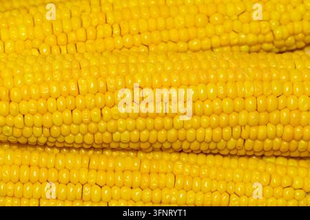 Close up full frame texture of ripe yellow sweet corn kernels on boiled cobs stacked together filling the frame Stock Photo