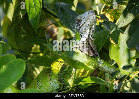 Curious wild Iguana poking its head through tropical leaves, showing off its fluorescent green body in the sunlight Stock Photo