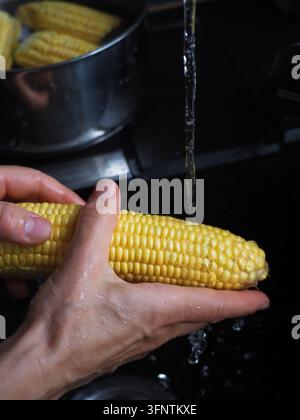 Fresh sweet corn being washed under running water in a home kitchen  Stock Photo