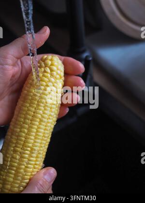 Close up of fresh sweet corn being rinsed under running water Stock Photo