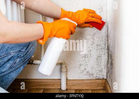 woman using a spray bottle and sponge for mold removal on a wall. Wearing protective gloves, her active home cleaning removes toxic fungus and moistur Stock Photo