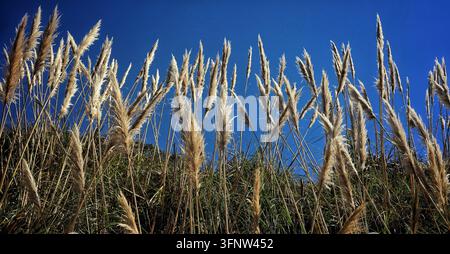 Low Angle View of Feathery Coastal Pampas Grass Plumes Against Clear Blue Sky Stock Photo