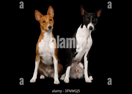 Two basenji dogs sitting close together, reddish brown beside dark friend, isolated on black background, pair of companions, large pointed ears, white Stock Photo