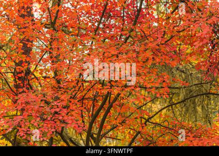 Dense branches of a small tree covered with bright orange and red autumn leaves, filling the frame. Stock Photo