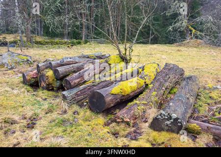 Old decayed timber logs with green moss on the ground Stock Photo