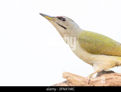 Grey-headed woodpecker, Picus canus. Close-up of the bird, white background Stock Photo