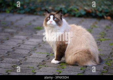 Beautiful ragdoll cat sitting in the backyard and looks away funny. Horizontal image with selective focus. Stock Photo