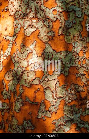 Vertical macro close-up of colorful exfoliating tree bark texture featuring natural orange and grey camouflage patterns. Stock Photo