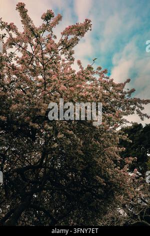 Branches covered in pink and white blossoms against a partly cloudy sky, viewed from below. Stock Photo