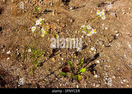 Delicate white daisy-like wildflowers growing in dry sandy soil, tiny petals dancing in bright sunlight, hardy meadow plant surviving in harsh rocky t Stock Photo