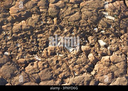 Close-up of parched cracked earth texture showing drought-stricken soil patterns with dry clay fragments baking under intense hot sun in an arid envir Stock Photo