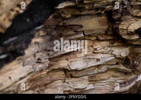 Close up shot texture of tree bark. High quality photo Stock Photo