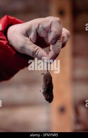 Hand holding a dead small rodent by the tail in close-up Stock Photo