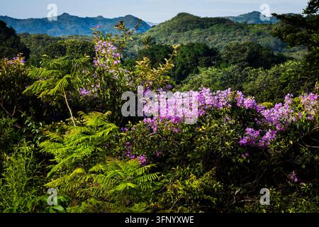Lush landscape and purple flowers in early morning light in Las Minas, Penonome district, in the interior of the Cocle province, Republic of Panama. Stock Photo