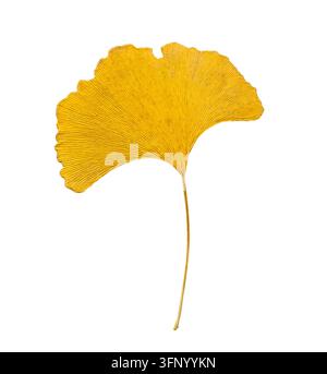 Golden yellow Ginkgo biloba leaf isolated on white background, autumn fan-shaped foliage with detailed veins for botanical and seasonal design Stock Photo