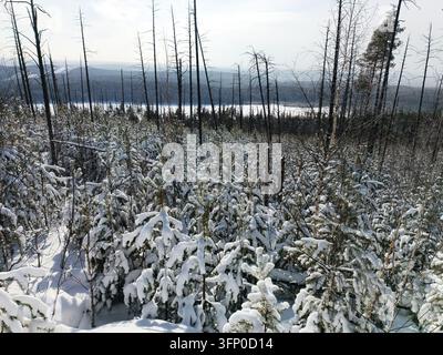 Snow covered young pine trees and burnt trunks in winter boreal forest landscape. Stock Photo