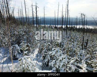 Young pine trees covered in snow growing among dead burnt trunks in winter landscape. Stock Photo