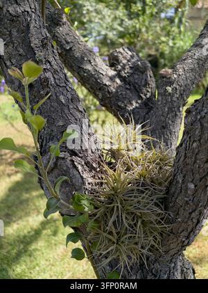 Close-up shot of several Tillandsia air plants growing epiphytically on the rough, textured bark of a tree trunk. New green leaves are also visible on Stock Photo