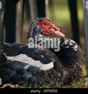A close-up vertical shot of a Muscovy duck resting on the ground. The duck displays distinctive red caruncles on its face and a black and white feathe Stock Photo